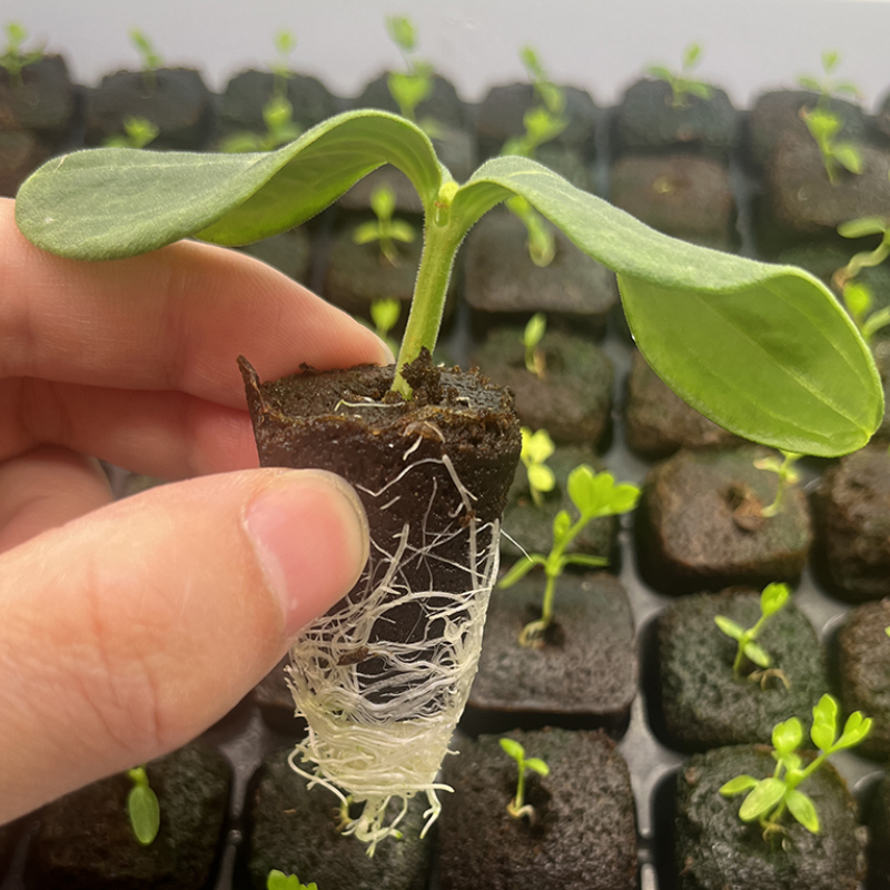 育苗基质营养块生物泥炭棉土水培种植扦插多肉兰花通专用型椰糠砖 农用物资 育苗/栽培基质 原图主图