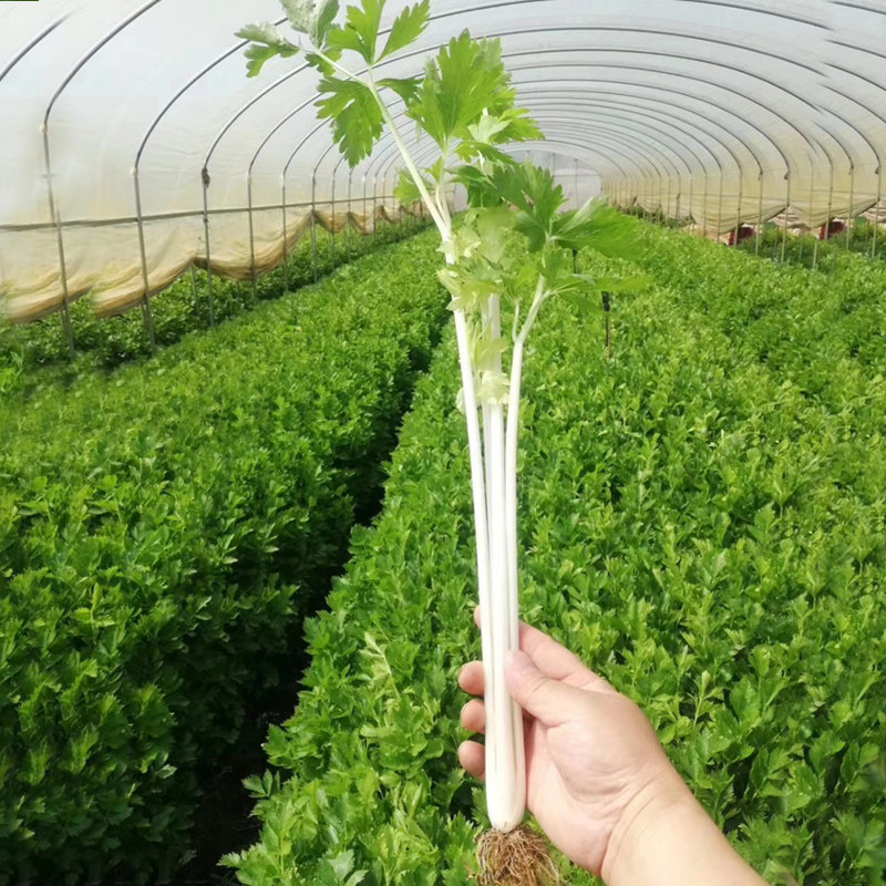种都雪白芹菜种子白色芹菜抗热耐寒蔬菜种孑青菜四季春夏秋冬季