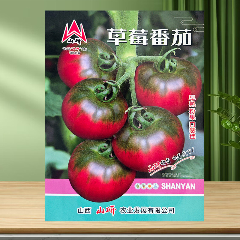 蔬菜种籽小番茄苗红圣女果菜种子黑黄千禧樱桃小西红柿苗蔬菜种孑