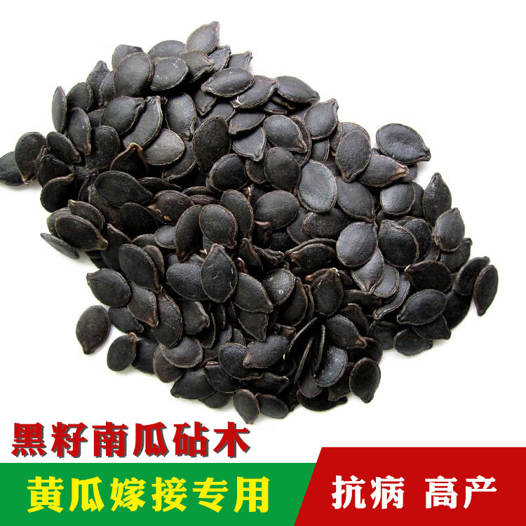 黄瓜嫁接黑籽南瓜辣椒番茄甜瓜砧木种子雪松白籽抗病强白籽南瓜孑