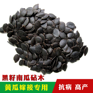 黄瓜嫁接黑籽南瓜辣椒番茄甜瓜砧木种子雪松白籽抗病强白籽南瓜孑