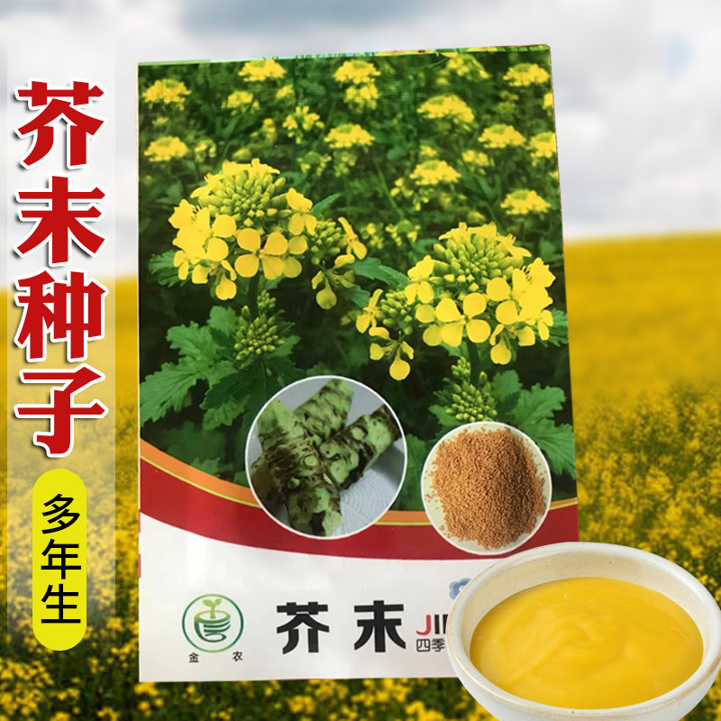 芥末种子山葵种籽呛鼻耐热调味料春夏秋冬四季阳台盆栽蔬菜孑包邮