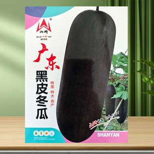 广东黑皮大冬瓜种子种籽苗四季小香芋秧特大巨型菜东瓜蔬菜孑秧苗