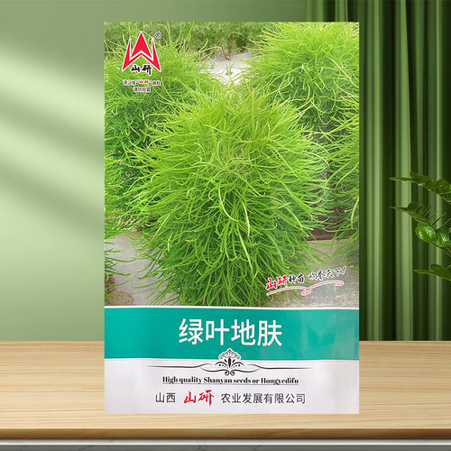 绿叶红叶地肤种子抖音爆款扫帚菜孔雀松种籽观赏花卉草坪蔬菜种孑