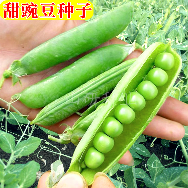 长寿仁豌豆种籽台湾奇珍甜脆豌豆种子甜豆蚕豆四季豆荚籽蔬菜种孑