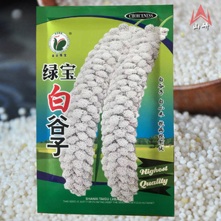 抗鸟害小米白谷粟米香米绿宝白谷种子谷种籽春夏秋冬四季五谷种孑