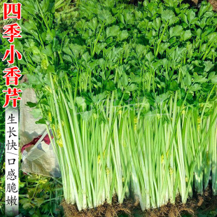 四季 盆栽 小香芹种苗细小芹菜种子蔬菜种籽青菜种孑春播春秋冬四季