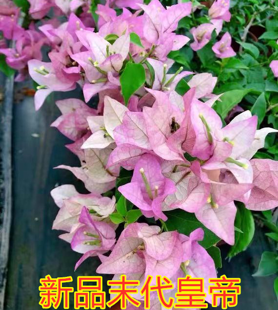 (娇娇家)新品末代皇帝三角梅 不规则开紫白粉色 勤花 推荐