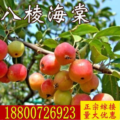 八棱海棠树苗嫁接海棠小苹果室内盆栽庭院地栽种植当年结果果树苗