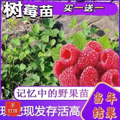 【48小时发货】树莓苗覆盆子果树苗盆栽地栽南北方种植当年结果红