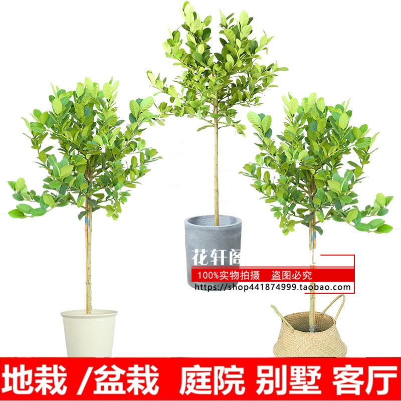 柠檬树 高杆树形柠檬树苗尤力克柠檬树香水柠檬树苗庭院盆栽室内