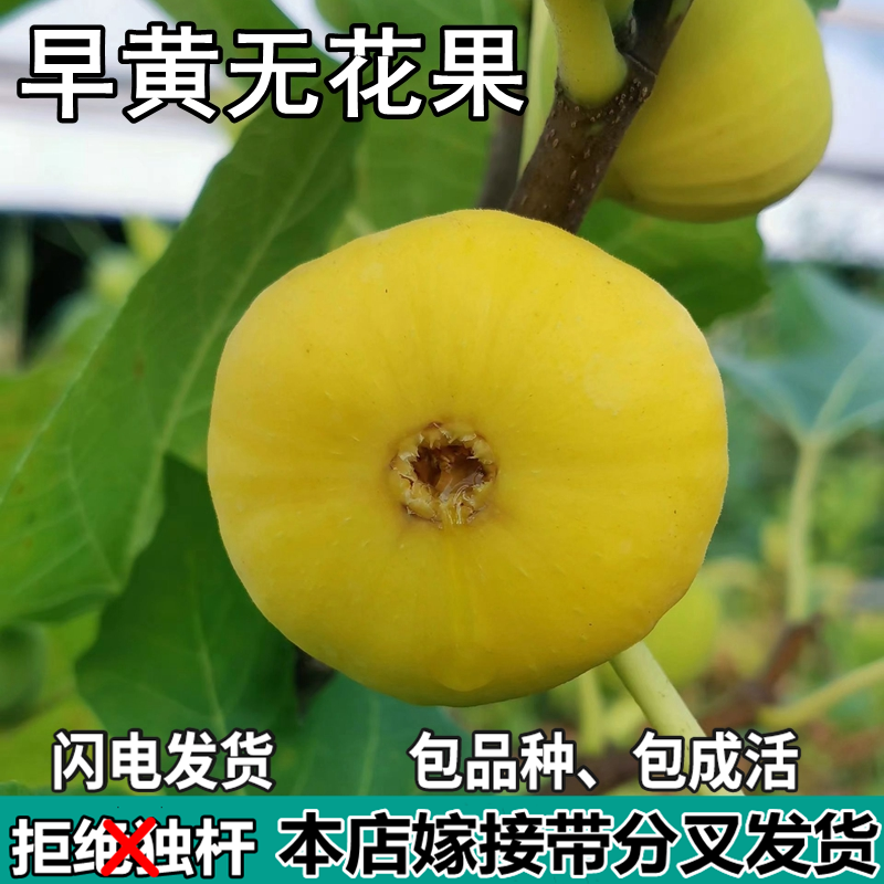 新疆早黄无花果树苗南北方庭院地栽盆栽种植特大嫁接果苗当年结果