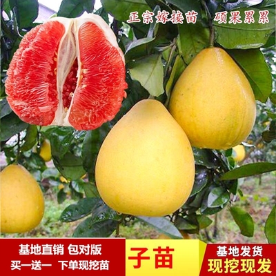 沙田柚子树苗水果木三红心白肉蜜柚盆地栽南北方种植嫁接当年结果