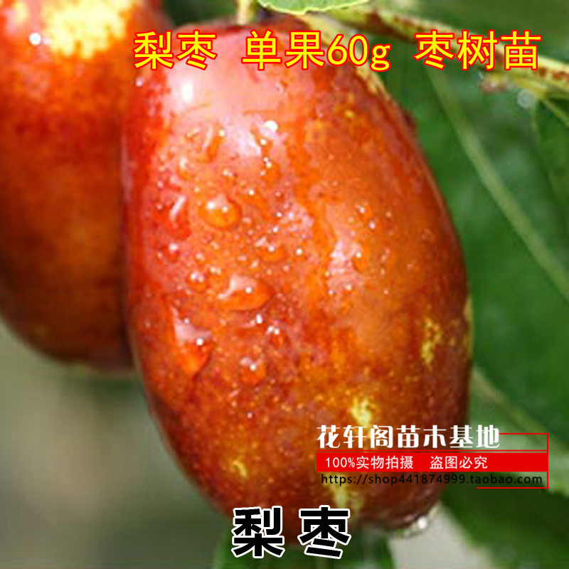 梨枣 单果60g 枣树苗 南方北方盆栽地栽果树苗 当年结果 枣树树苗