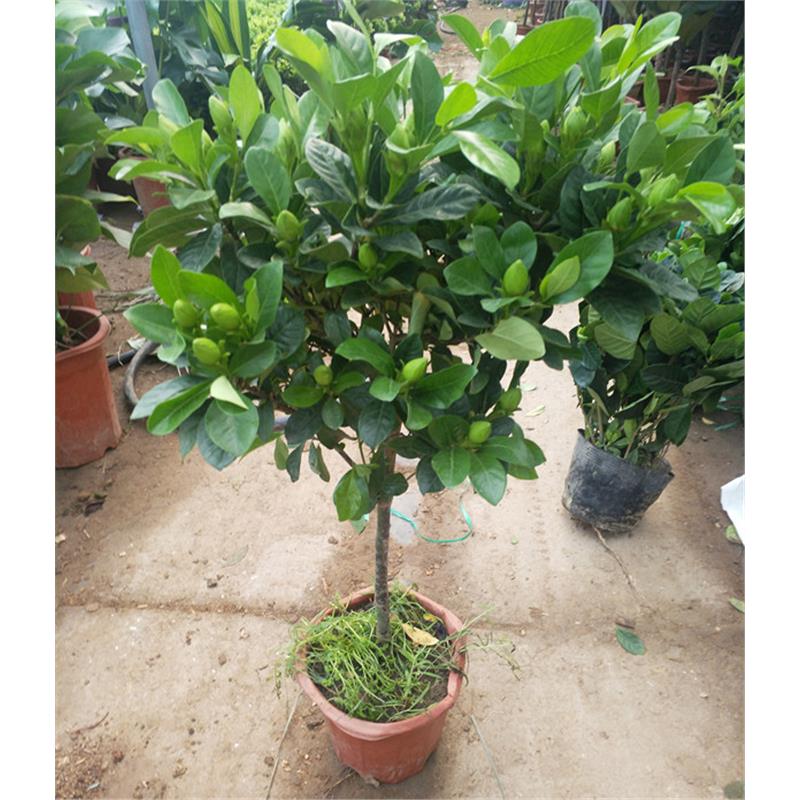 独杆栀子花苗大叶牡丹栀子花盆栽大树苗持久四季绿植花卉盆栽原土