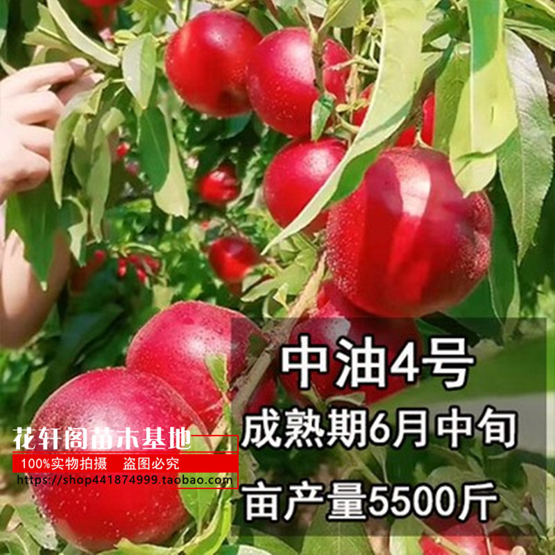 新品种中油4号 嫁接油桃树苗南北方种植特大果树苗当年结果