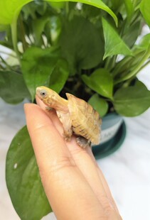 日系斑纹草龟苗高黄金甲斑纹草龟变异中华草龟乌龟宠物龟浅水龟