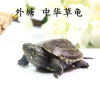 外塘中华草龟苗长寿龟墨龟金线龟活体宠物乌龟水龟招财龟镇宅龟