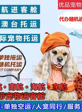 宠物托运有氧舱随机同行进客舱手续海南东航香港美国际单独空运输