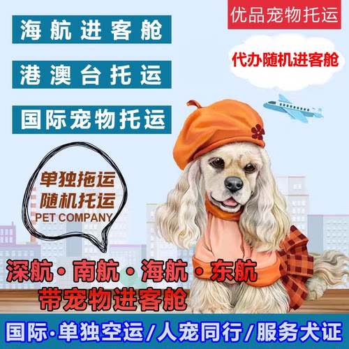 宠物托运有氧舱随机同行进客舱手续海南东航香港美国际单独空运输