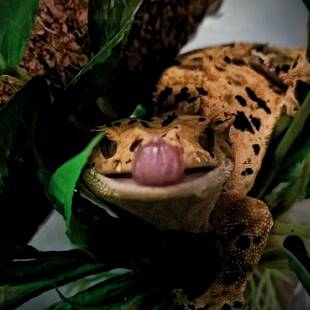 【直播专享】睫角守宫双红莉莉白超麦法布卡布奇诺亚成成体苗子