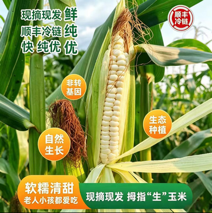 云南西双版纳新鲜带皮采摘生的拇指玉米婴儿宝宝吃的手指香糯玉米