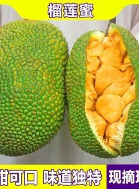 云南西双版纳榴莲蜜菠萝蜜新鲜热带水果软糯香甜手撕湿苞尖蜜包邮