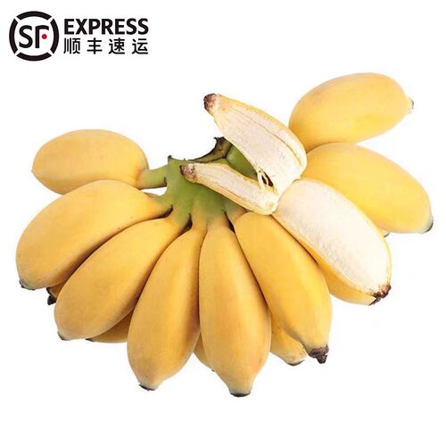 云南西双版纳新鲜野生芭蕉现摘现发热带水果自然熟芭蕉顺丰包邮