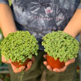 斑叶花叶天胡荽垂吊观叶组盆Crystal Confetti地被耐湿植物日本
