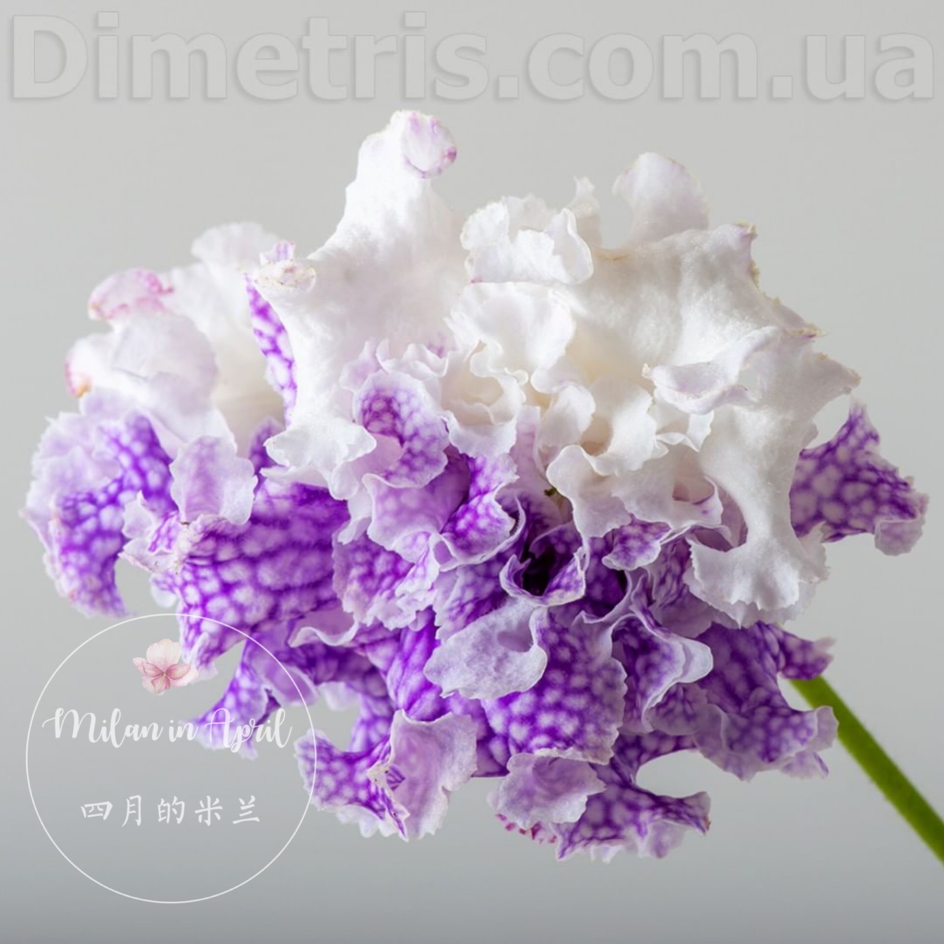 易多堇兰趣味盆栽苗室内阳台窗台美观多年生草花海角樱草花苗耐荫