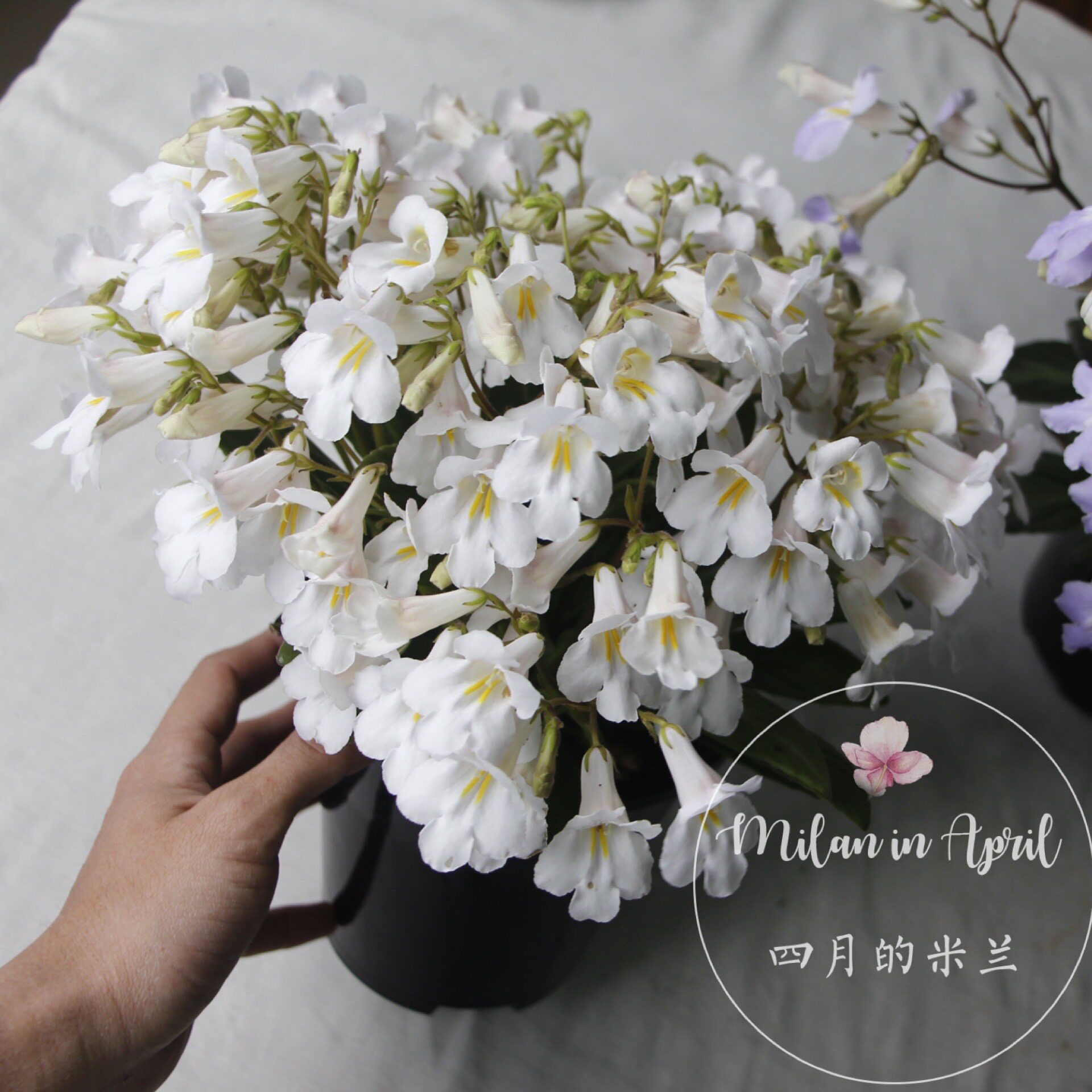 苦苣苔皮草进口多年生耐寒耐荫ins风丰花型白盆栽苗爆花开花机器