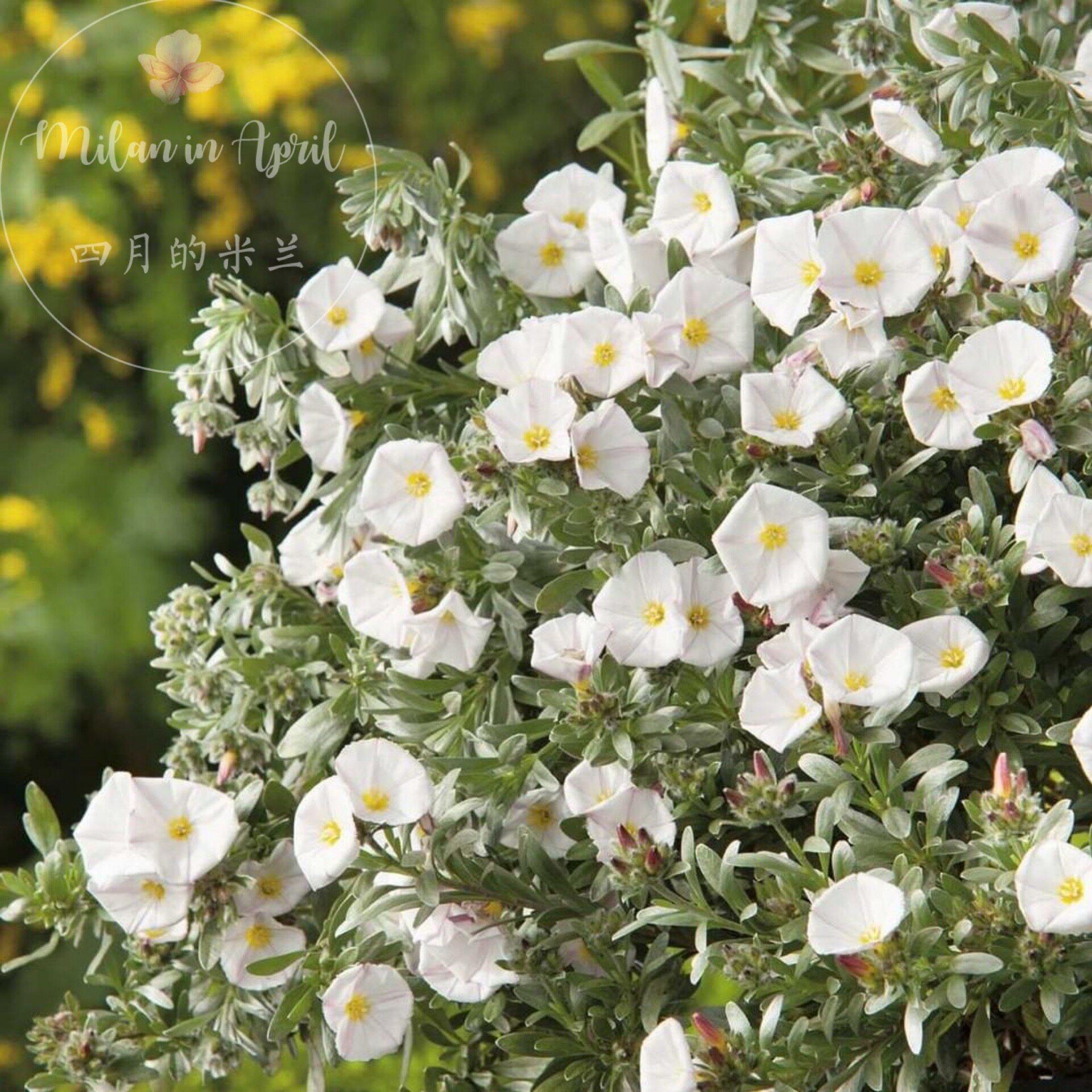 大花银旋花雪天使银叶植物阳台桌面进口多年盆栽植物组盆耐寒耐热