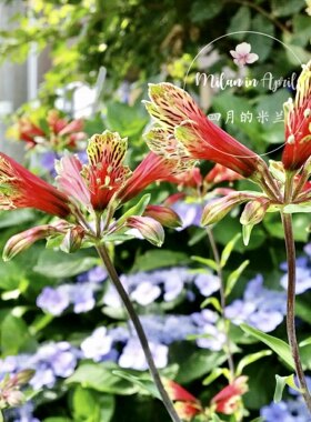 六出花春季好养易活智利宿根植物