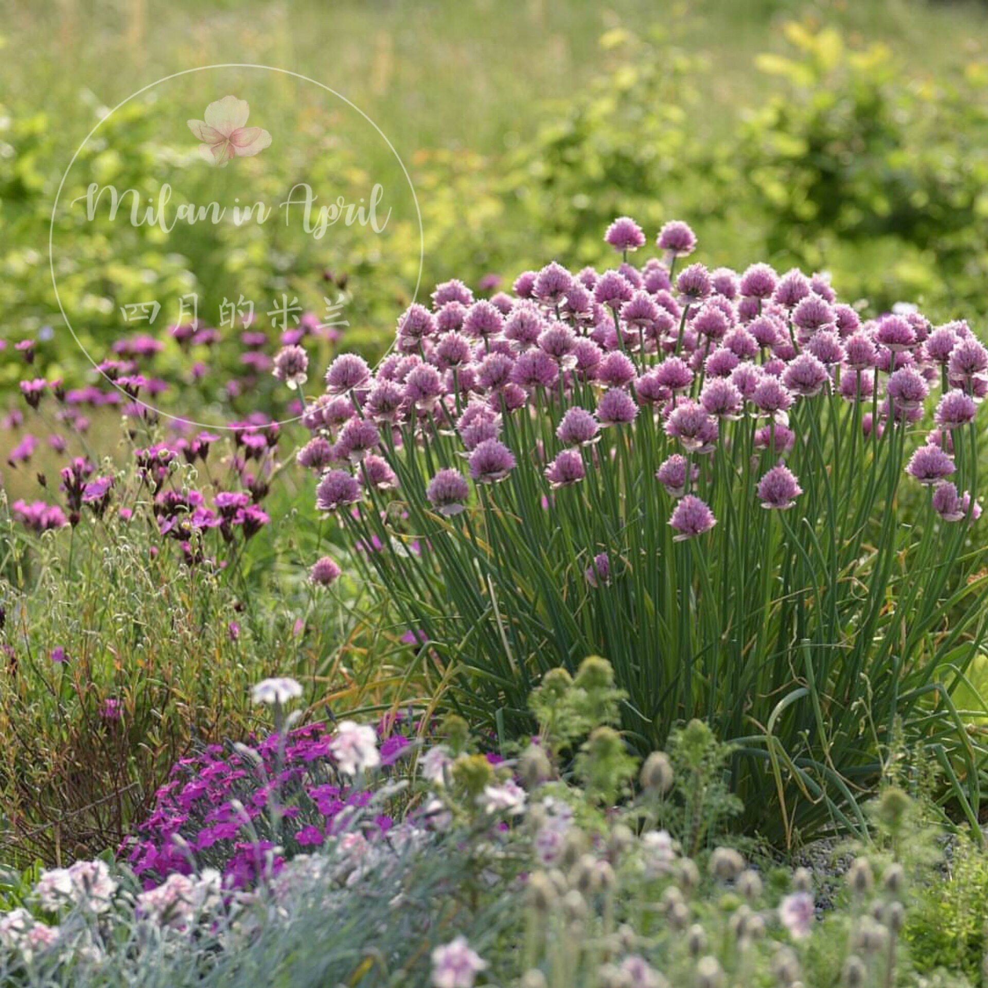 虾夷葱 chive 欧洲细香葱 花葱 香草苗 香草盆栽 香草料理 香辛料