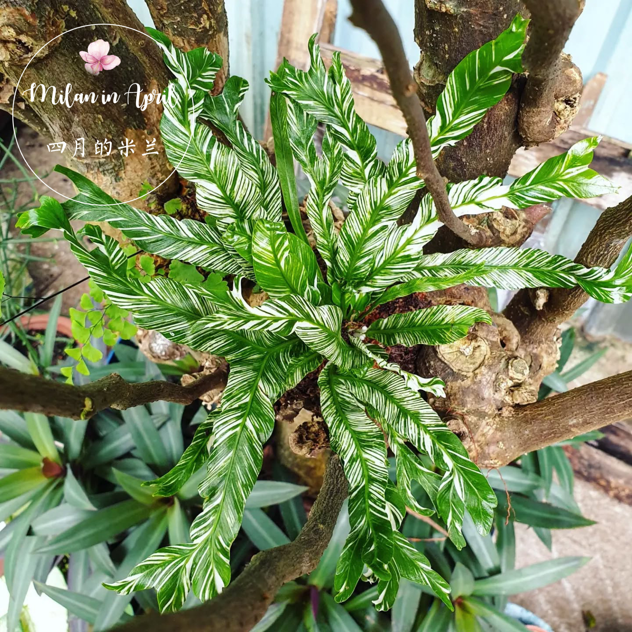 白锦鸟巢蕨花叶鸟巢锦化热植北欧风皮实好养室内板植挂墙网红盆栽