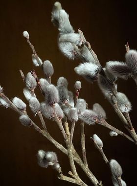 四月的米兰 进口猫柳Salix耐寒花园灌木 高级切花素材 日系植物