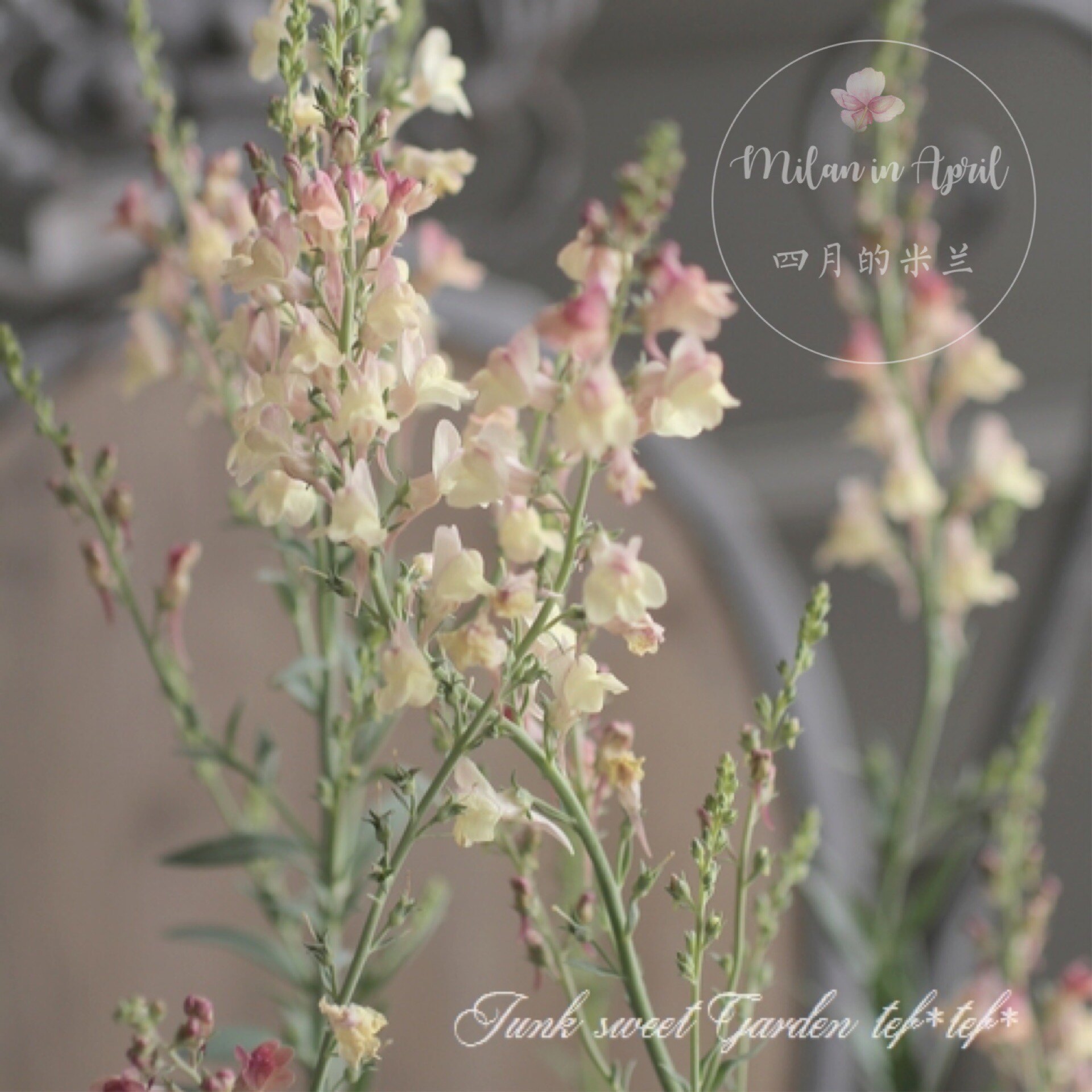 新品姬金鱼草鲑鱼粉杏色迷你霓虹灯柳川鱼宿根多年生盆栽阳台花卉