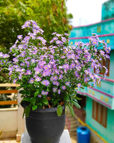 日本 野绀菊 紫花 Aster ageratoides小叶荷兰菊丰花山野盆栽包邮