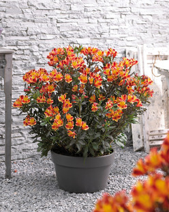 铜叶六出花 印第安之夏 可切花组盆暗黑色调花叶共赏宿根多年盆栽