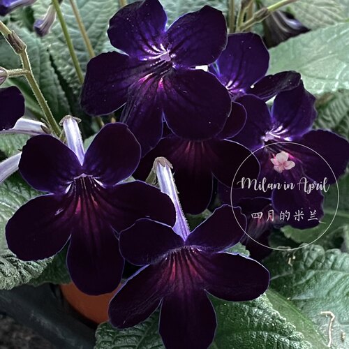 四季开花黑色系多花四季堇兰