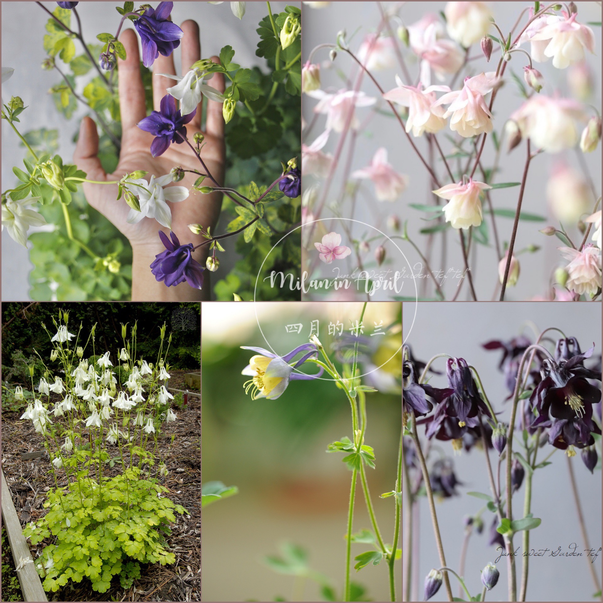 耐寒耐热宿根耧斗菜直播间特惠