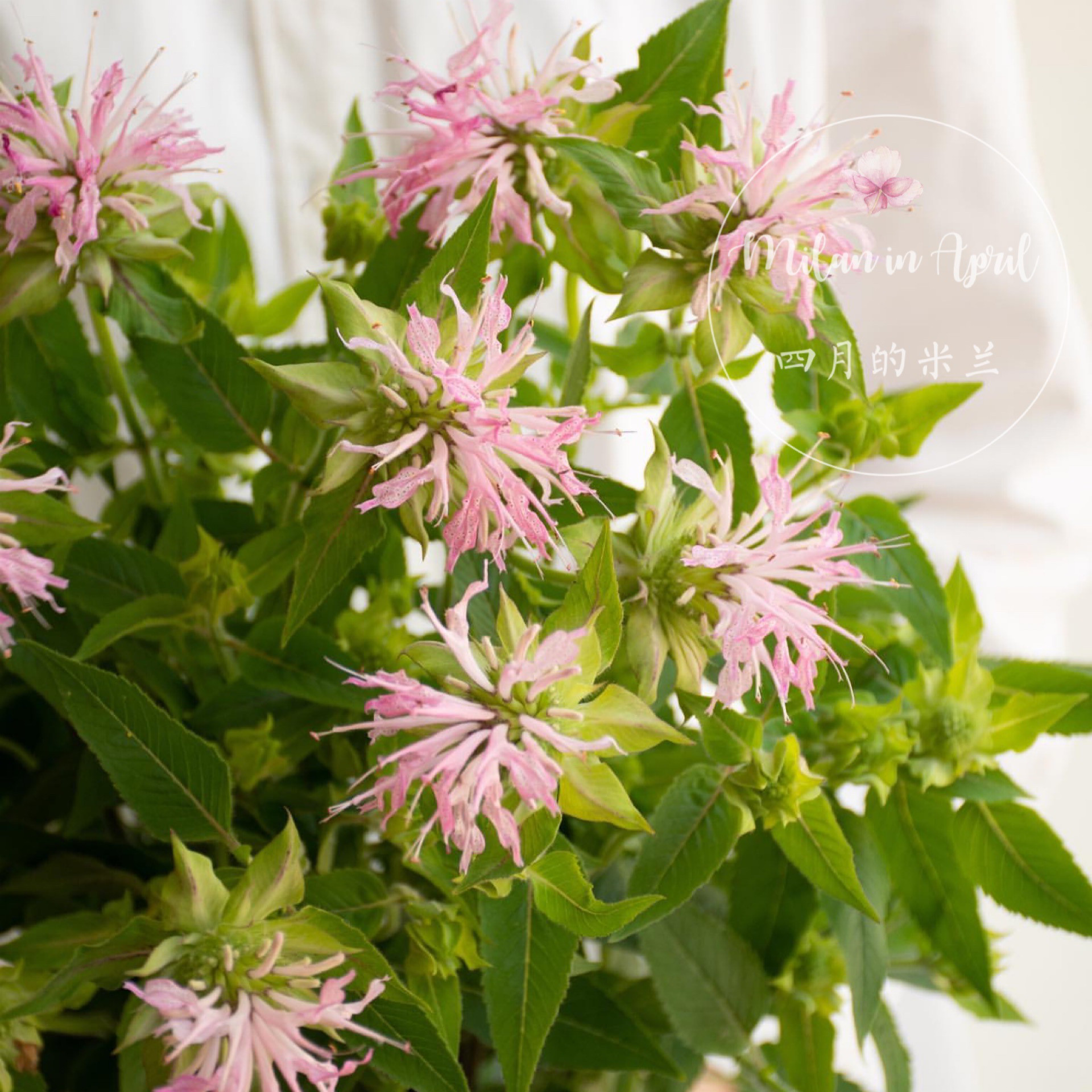 美国薄荷梦幻粉观赏食用薄荷驱虫草花卉蜜源植物药食四季常绿耐寒