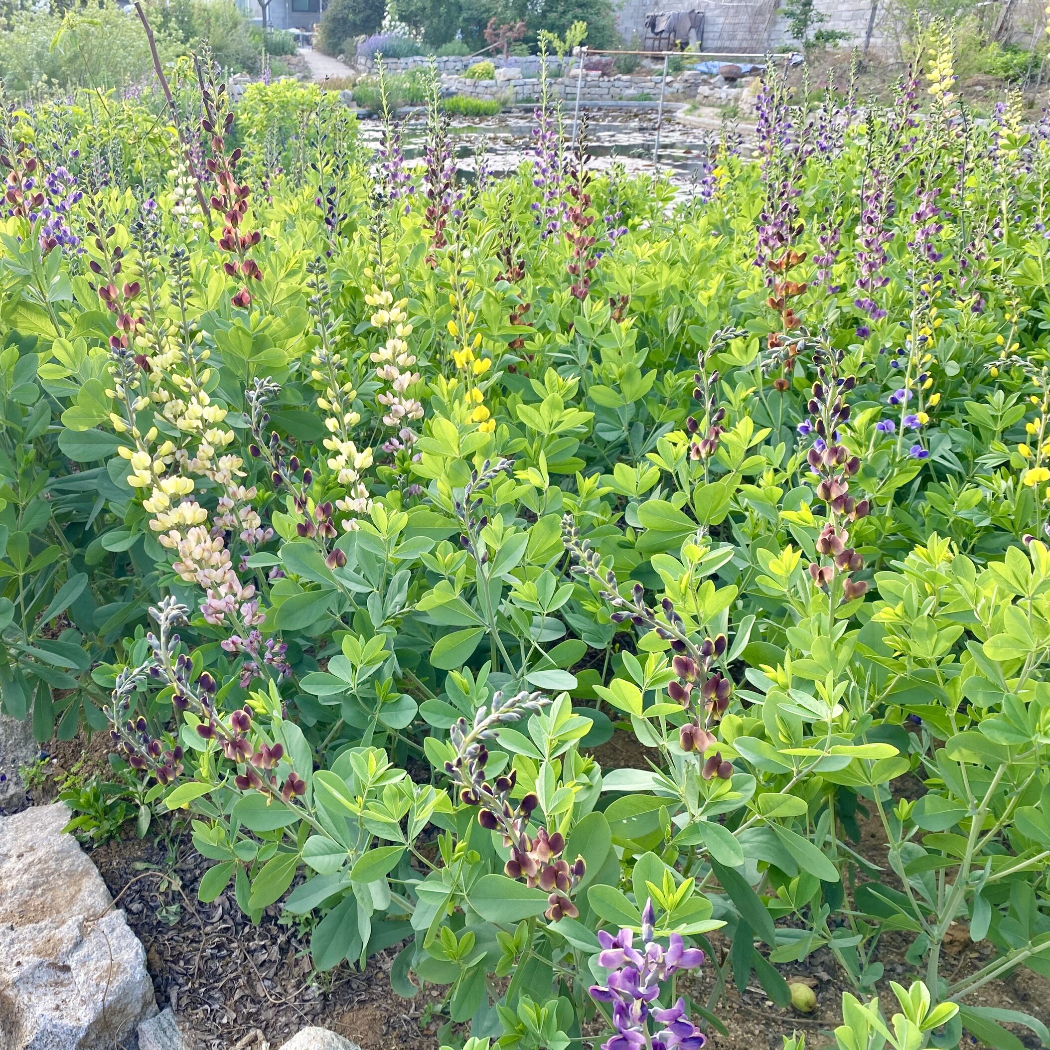 混色澳洲蓝豆耐寒耐旱多年生庭院花卉盆栽室内花苗系组盆蜜源植物