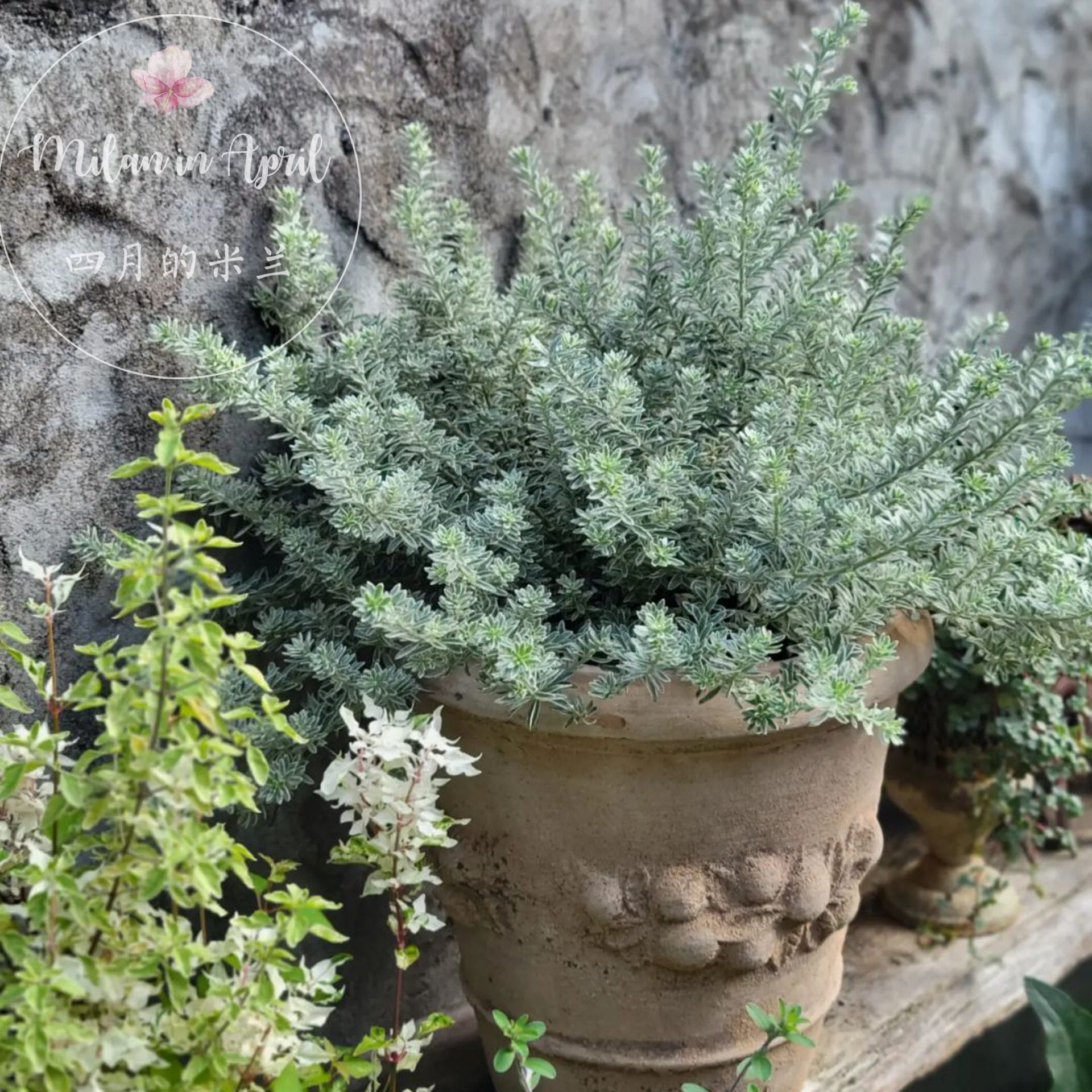 进口 澳大利亚迷迭香 银叶普兰兹 半耐寒性常绿低木 花期长多年生