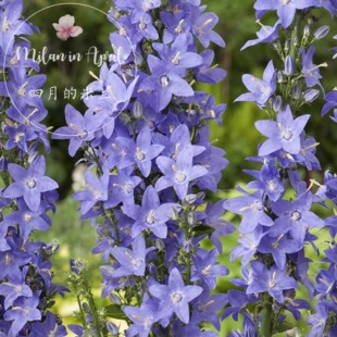 巨型塔状风铃草花多年生爆花推耐寒四季开花盆栽岩石花园地被花苗