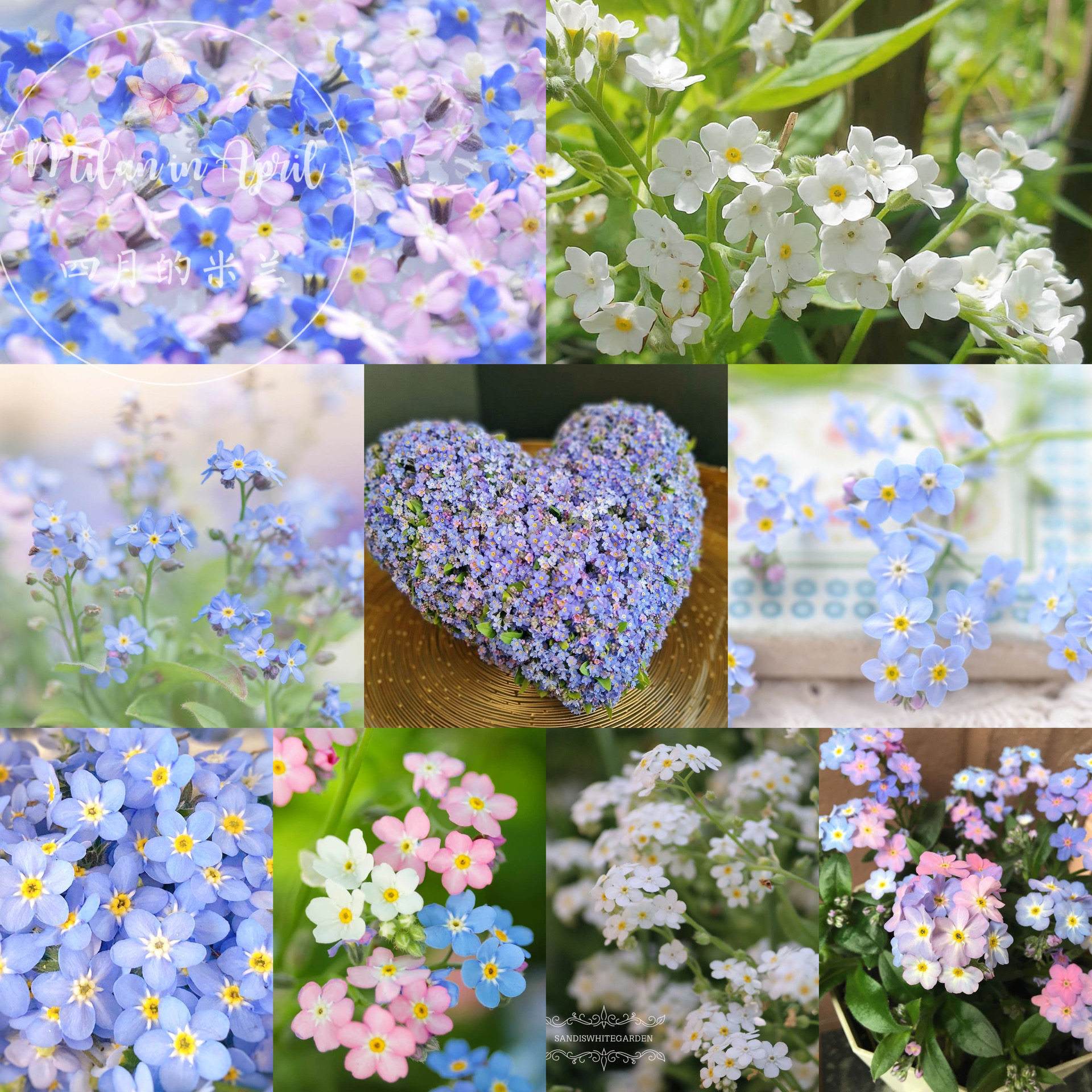 四月的米兰 勿忘我盆栽苗森林勿忘草情人节花室内外花园地栽多年