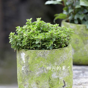 马郁兰马约兰苗披萨草芳香植物香草苗花卉盆栽香草料理绿植