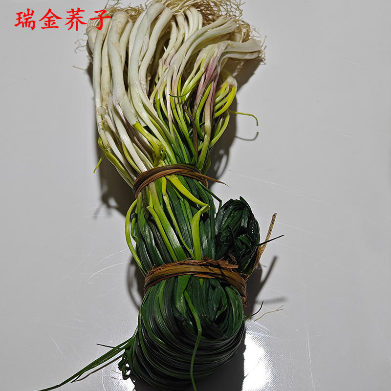 现挖现发正宗瑞金新鲜荞子冬季蔬菜赣南特产一把荞头