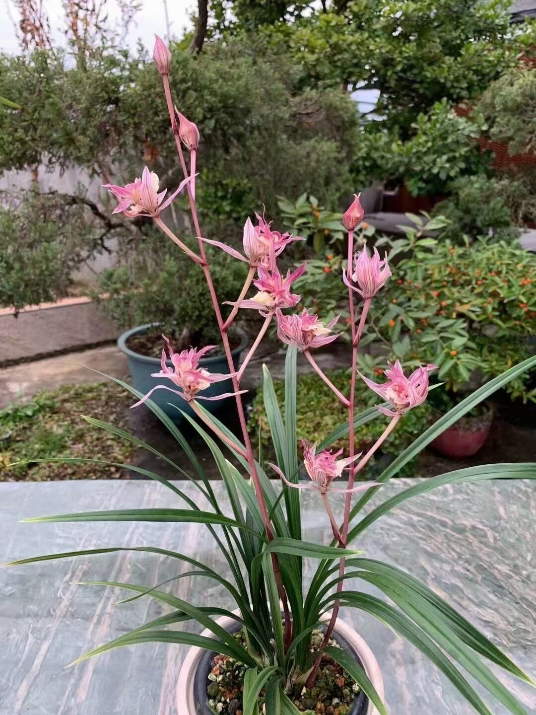 寒兰红奇花名品富贵临门  红凤精品兰花苗,浓香包邮