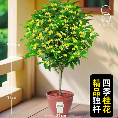 独杆四季桂花盆栽浓香型开花不断